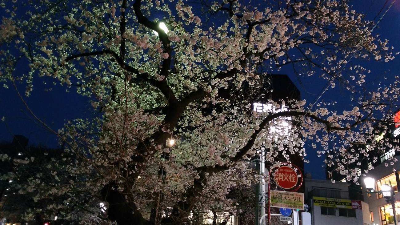 190327_国立駅前夜桜①